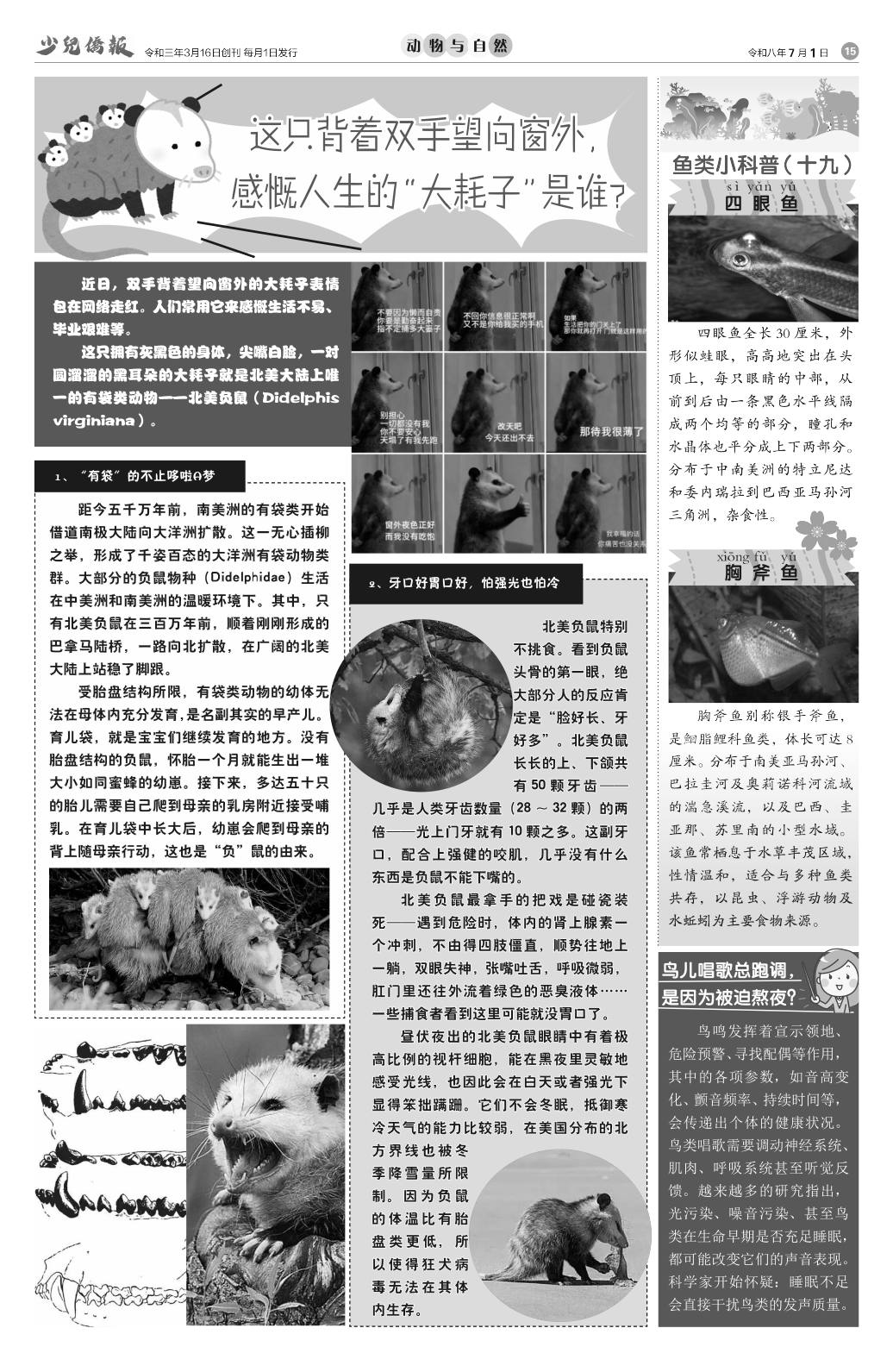 《少儿侨报》第 64 期第 15 版